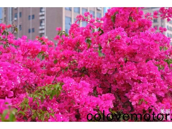 What colour is it in spring of Shenzhen?